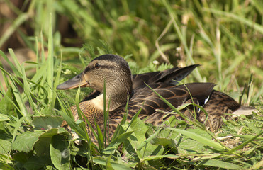 kaczka © Henryk Olszewski