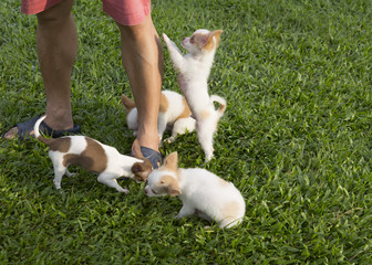 Naklejka na ściany i meble group of puppy in the park