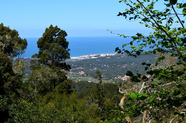 Obraz premium trees and ocean and city