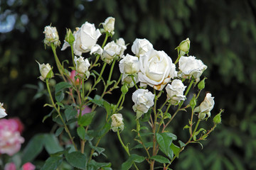 Rosa