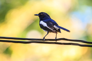 Oriental Magpie Robin bird