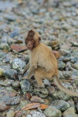 Crab-eating macaque.