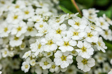 White flowers on a tree - spring background.