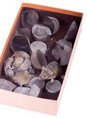 Common house mouse with the kids in a box from under sweets