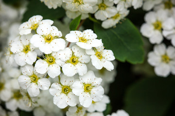 White flowers on a tree - spring background.