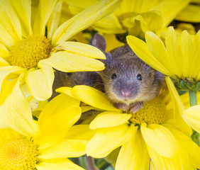 Common house mouse (Mus musculus) in flowers yellow chrysanthemu