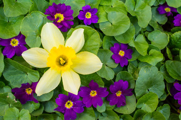 Flower background or wallpaper: yellow daffodil and purple primrose flowers on green leafs