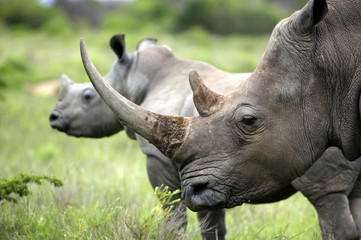 A close up van een vrouwelijke neushoorn / neushoorn en haar kalf. Pronken met haar mooie hoorn. Haar kalf beschermen. Zuid-Afrika