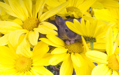 Common house mouse (Mus musculus) in flowers yellow chrysanthemu