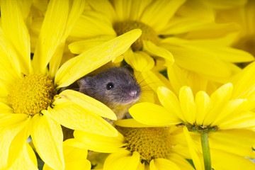 Common house mouse (Mus musculus) in flowers yellow chrysanthemu