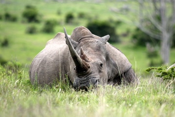 A white rhino / rhinoceros sleeping in an open field in South Africa