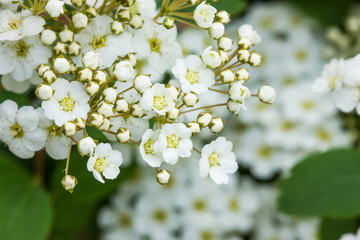 White flowers on a tree - spring background.