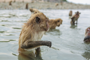 Swimming crab-eating macaques.