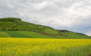 Beautiful landscape of a yellow field rapeseed in bloom and green hills under a cloudy sky