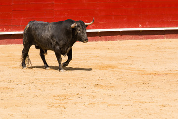 Toro Bravo Español