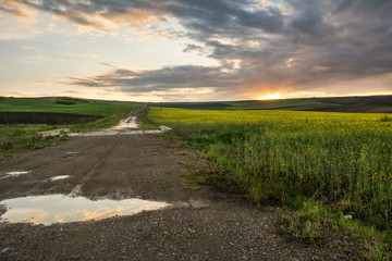 Naklejka premium Sunset after the rain over a yellow field rapeseed in bloom and a road