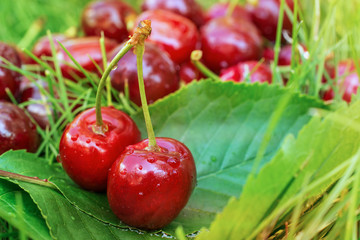 Tasty ripe cherries on grass