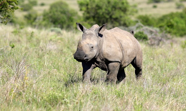 A young isolated young white rhino / rhinoceros in this image taken in South Africa