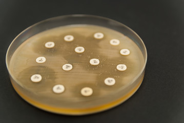 etri dish antibiogram on black background. Escherichia Colli bacteria on petri dish