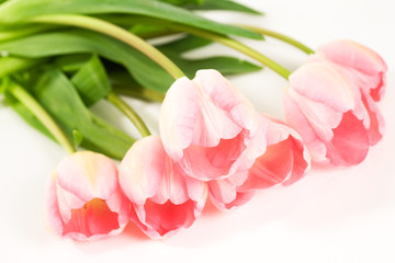 Fresh Cut Pink Tulips