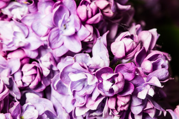 Fototapeta premium Lilac pink flower macro background.