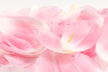 Pink Tulip Petals background. 