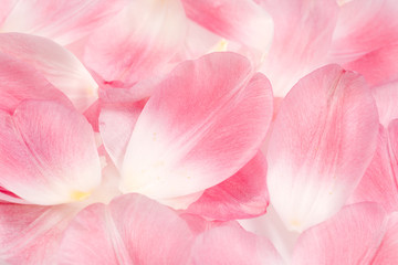Pink Tulip petals background. 