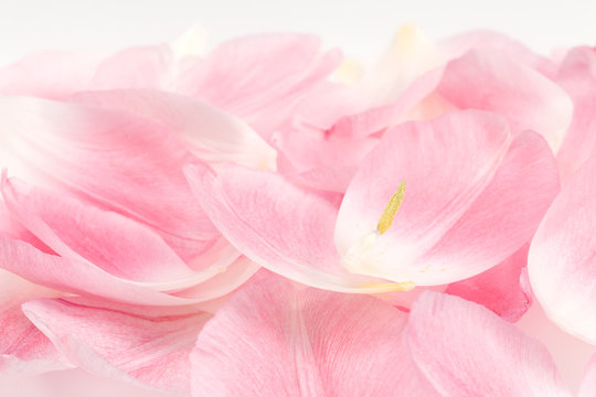 Pink Tulip Petals background. © Denise Torres