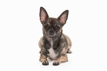 Dog. Chihuahua puppy isolated on white