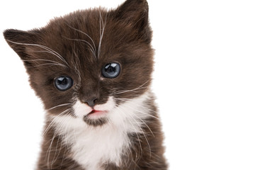 portrait of a kitten