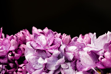 Lilac pink flower macro background.