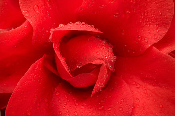 Red Camellia flower closeup and water drops.