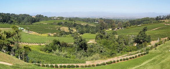 Vineyards landscape in Constantia valley