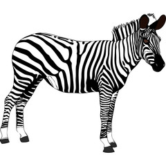 Zebra - Tanzania - Africa