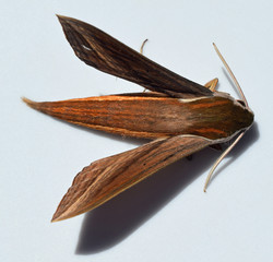 Tersa Sphinx moth in Mississippi