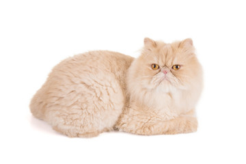 Persian cream-colored cat on a white background.