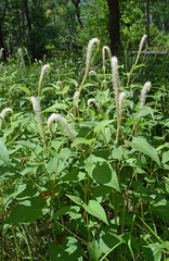 Blooming lizard's tail in Mississippi
