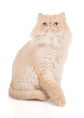 Lovely standing cream-colored persian cat.