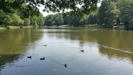 Staw w parku © michalsen