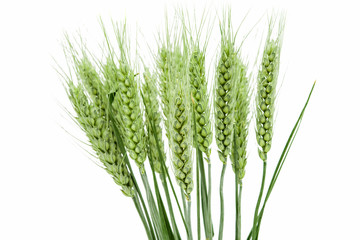 green ears of wheat