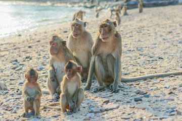 Monkey's family on the shore.