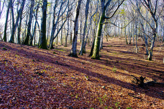 bosco di alberi di faggi