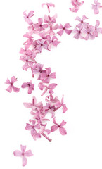 Fototapeta na wymiar Lilac Blossoms isolated on white. 