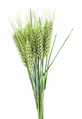 green ears of wheat