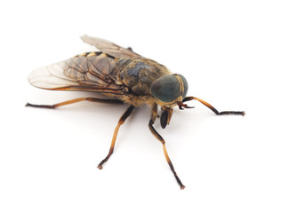 Big gadfly.