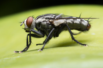 Flies cause diseases