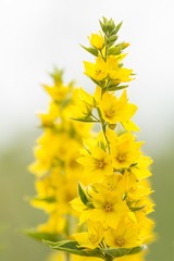Punktierter Gilbweiderich / Dotted loosestrife