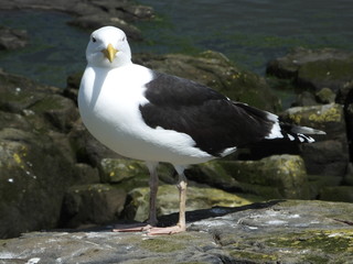 Great black Backed Gull
