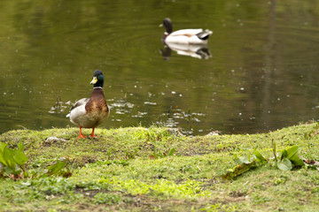 Mallard Duck on shore of pond