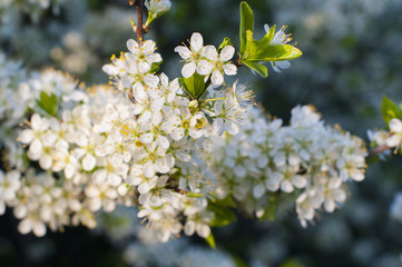 Fototapeta premium A branch of cherry blossoms